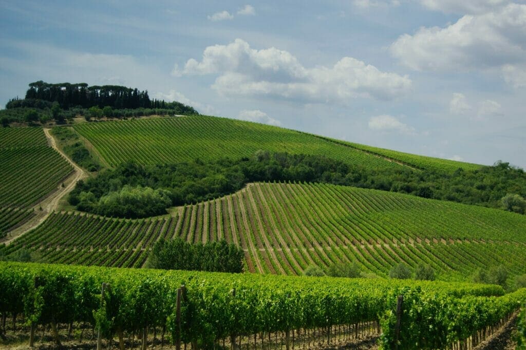 winery sanitation